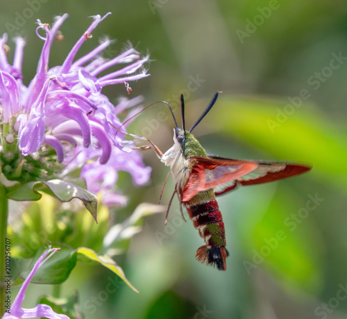 furry clearwing reddish wings antennae and wild bergamot closeup