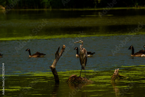 Great Blue Heron Standing in Ontario Wetland