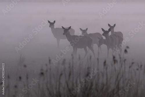 Even though the fog provides shelter for rotted animals (Cervus elaphus) and calves, it also provides cover for their enemies, which is why constant vigilance is required, fog landscape, Denmark