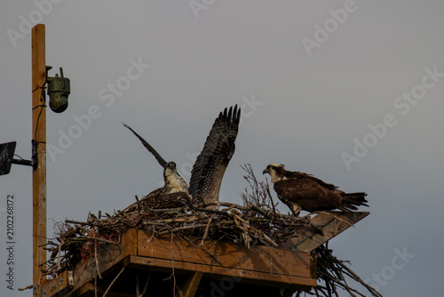 Osprey Feeding Chicks in Man-Made Nest Platform, Ontario Canada