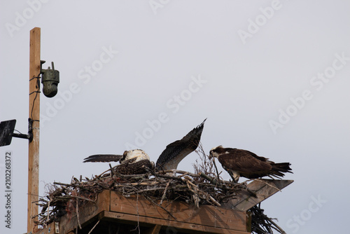 Osprey Feeding Chicks in Man-Made Nest Platform, Ontario Canada