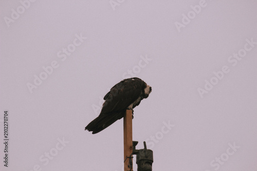 Wild Osprey Caring for Chicks in Elevated Nest