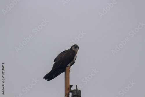 Wild Osprey Caring for Chicks in Elevated Nest