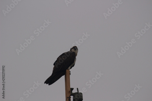 Wild Osprey Caring for Chicks in Elevated Nest