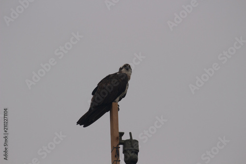 Wild Osprey Caring for Chicks in Elevated Nest