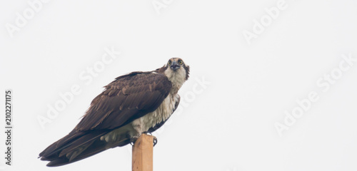 Wild Osprey Caring for Chicks in Elevated Nest