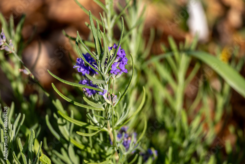 Abstract texture background of blue color English lavender (Lavandula angustifolia) flowers blooming in a residential garden
