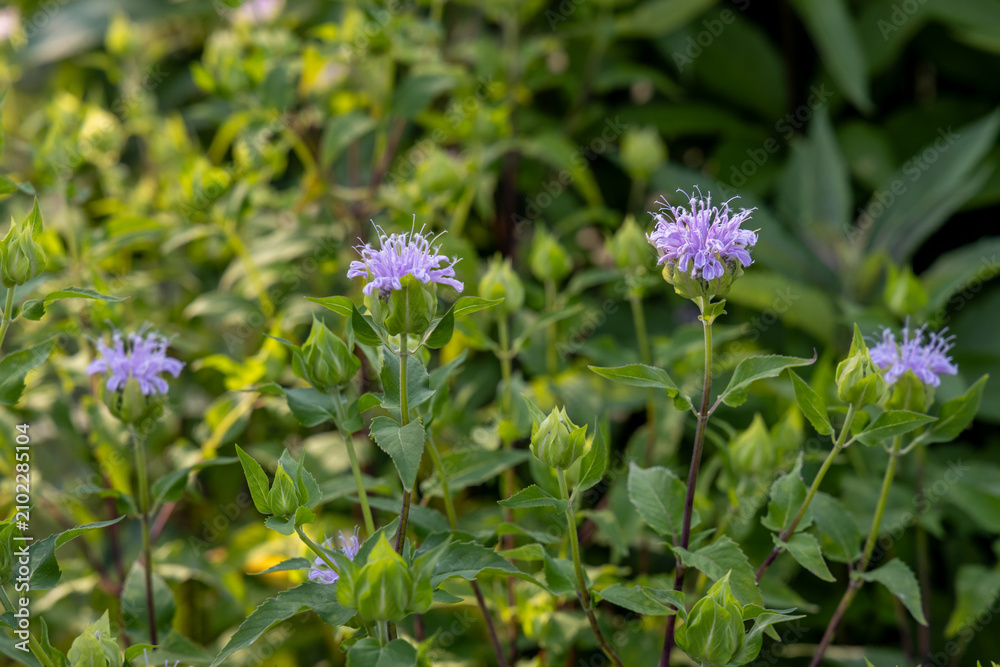 Fototapeta premium Abstract texture background of pink color wild bergamot (Monarda fistulosa) wildflowers in bloom in a residential garden