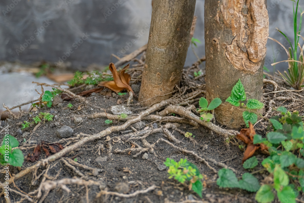 Obraz premium Close Up Of Tree Roots Spreading Through Dark Soil With Small Green Plants And Dry Fallen Brown Leaves