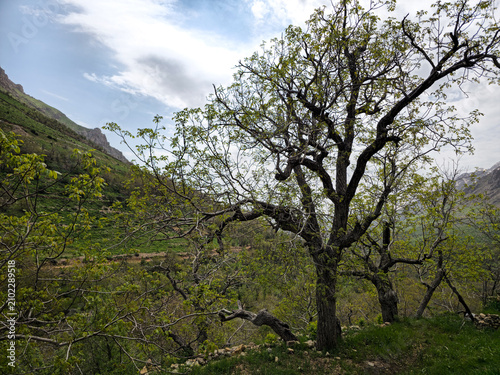 A weathered old tree with sprawling branches stands among smaller trees on a green hillside, with rocky mountains rising under a cloudy sky
📍 Hawraman Takht, Kurdistan, Iran 