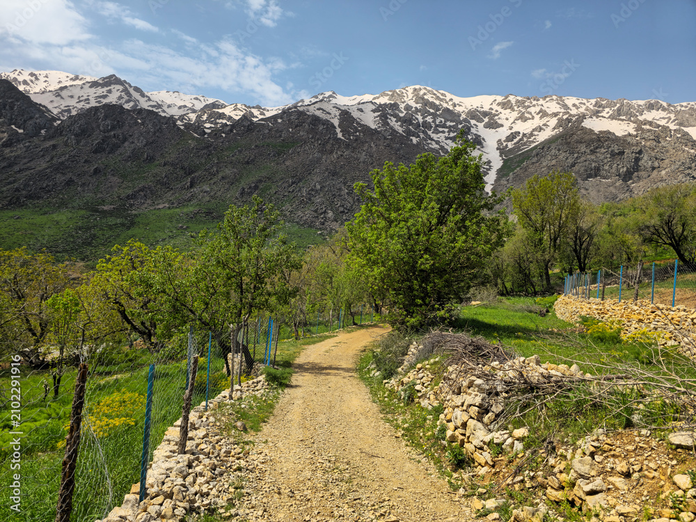 Fototapeta premium A dramatic wall of jagged, snow-streaked peaks rises above a stone-bordered dirt path winding through garden trees. 📍 Hawraman Takht, Kurdistan, Iran 