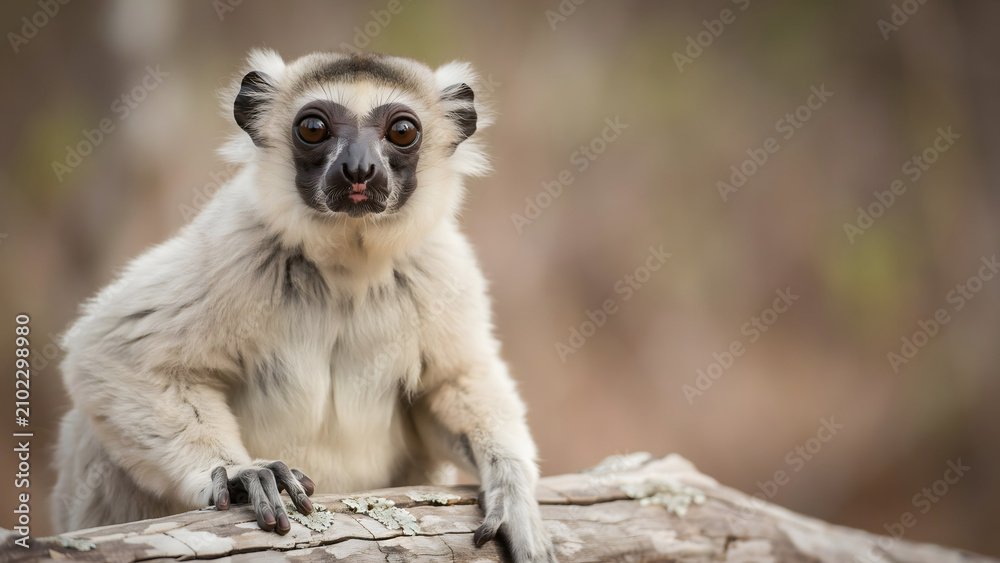 Fototapeta premium Curious lemur sitting on a log in natural habitat displaying unique features and expressions with soft fur and alert eyes capturing the essence of wildlife and animal behavior in a serene environment