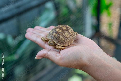Tiny baby Sulcata tortoise sitting on a human palm close-up.