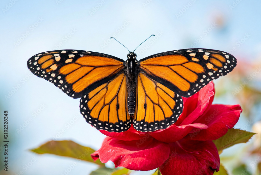 Obraz premium Monarch butterfly resting on vibrant red rose in summer garden