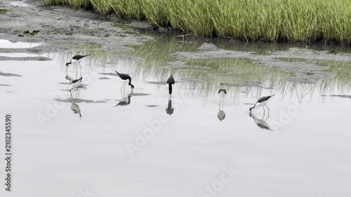Black-necked stilts feeding in lake shallows