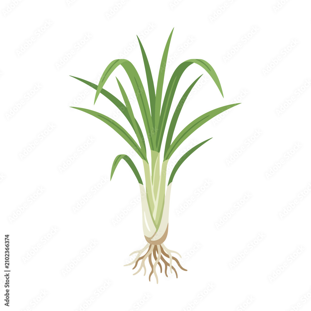 Obraz premium Fresh green lemongrass plant with roots and long leaves isolated on white background.