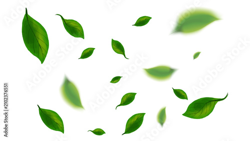 Realistic vector illustration falling green leaves