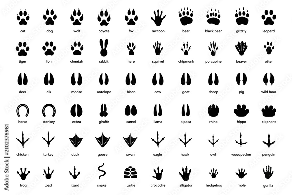 Fototapeta premium Animal footprints. Wild, domestic pet paw prints, feet and claws imprint. Cat, dog and bear, raccoon and turtle, pigeon and lizard, pig black foot stamps. Fox and elephant, wolf and koala vector set