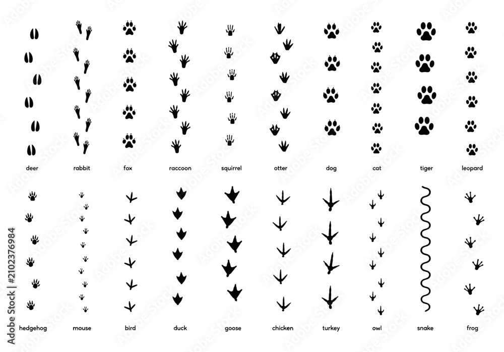 Obraz premium Animals footprint tracks. Paw prints, feet and claws eagle, raccoon and fox, deer and frog, duck and elephant penguin and chicken horse, hedgehog bear sheep cat dog stamp. Black foot trace vector set.