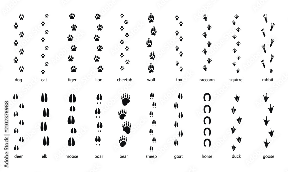 Obraz premium Animals footprint tracks. Paw prints, feet and claws eagle, raccoon and fox, deer and frog, duck and elephant penguin and chicken horse, hedgehog bear sheep cat dog stamp. Black foot trace vector set.