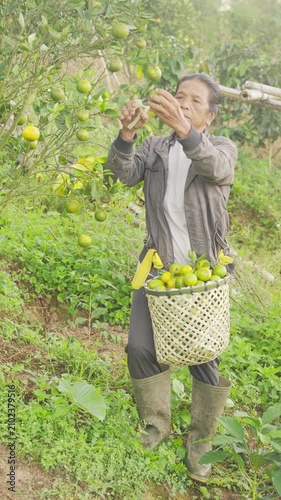 A senior indonesian woman farmer harvesting ripe tropical orange on farm in bali, indonesia, tree full of fruits, rubber boots, pruning shears and woven basket