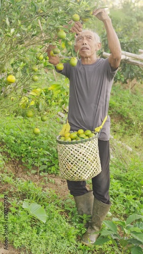 An old indonesian farmer harvesting ripe tropical oranges, citrus nobilis, from tree on farm, field, plantation, in bali, indonesia, southeast asia, rubber boots and basket, pruning shears, senior man