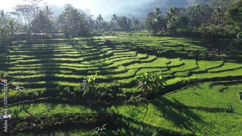 Aerial view captures lush green terraces