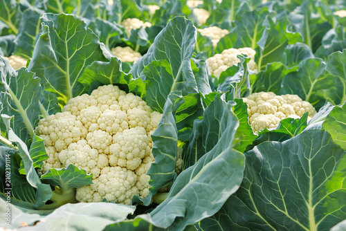 cauliflower on a green background