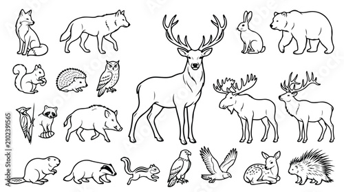Photography Forest animals line art collection, hand drawn woodland wildlife vector set, min