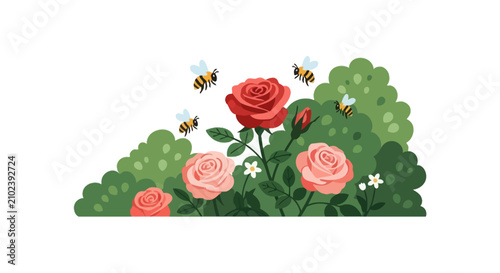 Honeybees pollinating blooming red and pink roses in a garden bush