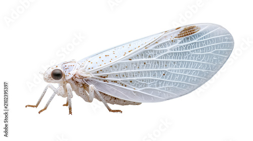 White planthopper insect with lace wings close up isolated on the transparent background