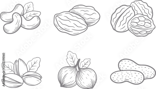 Fotografía Colección dibujada a mano de varios frutos secos saludables que incluyen anacard