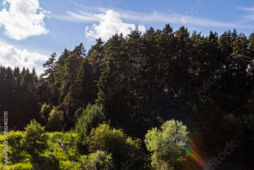 Bild auf Leinwand Lush evergreen pine forest edge basking in bright summer sunlight, dense conifer