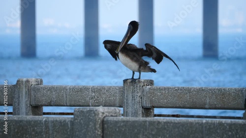 Birds 0615 Pelican Fishing Pier Terra Ceia