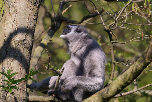 Photography Silvered langur monkey perched on a tree branch with its head tilted back