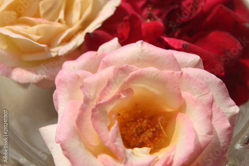 Abstract Floral rose background closeup. Roses petals blurred wallpaper.