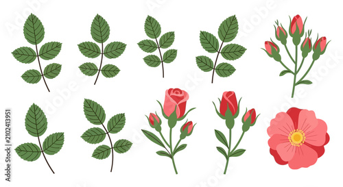 Tableau sur toile Botanical collection of rose leaves and blooming red buds