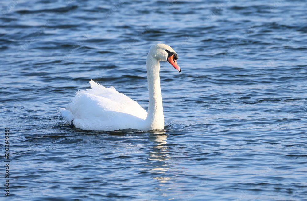 Fototapeta premium Elegant white swan glides gracefully across rippling blue water surface