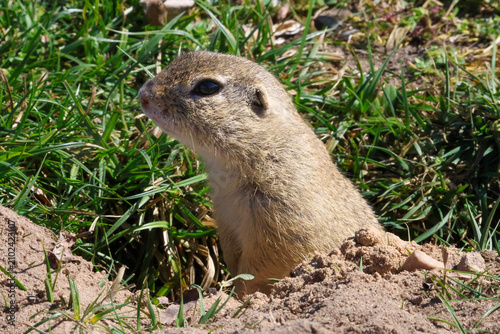 Canvastavla A curious ground squirrel peeks out from its burrow entrance in the grass
