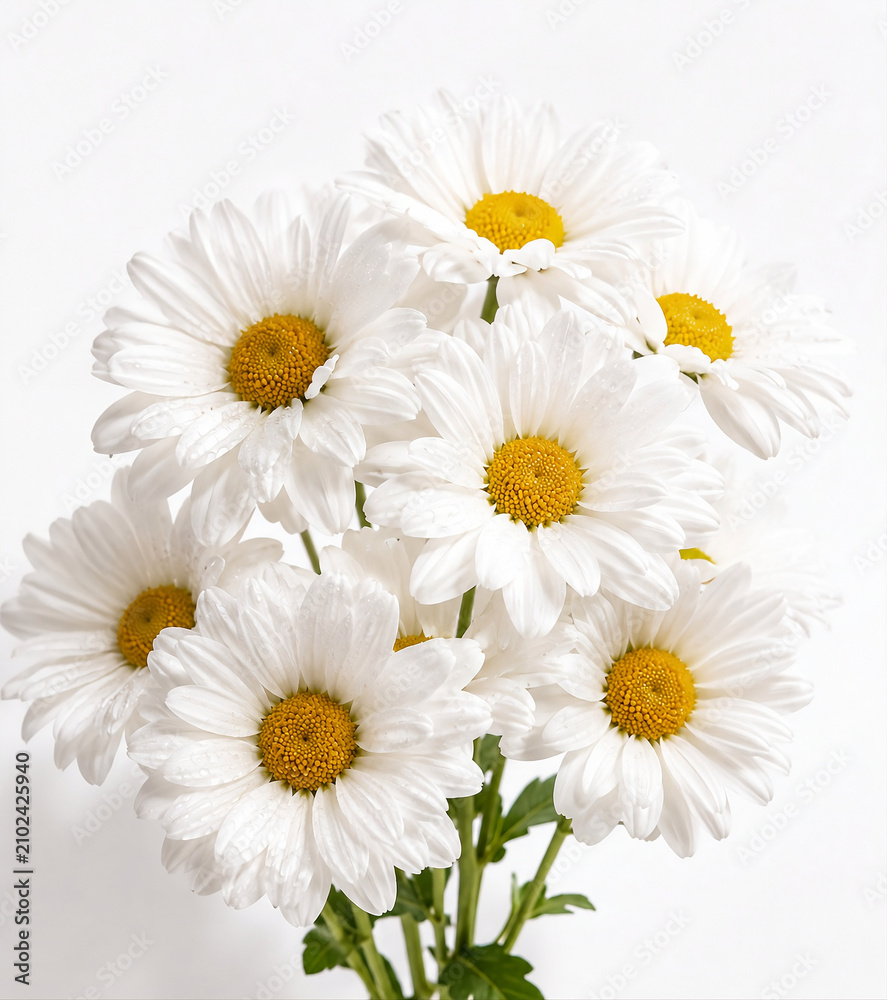 Fototapeta premium Fresh white daisy flowers with yellow centers and visible morning dew, clustered composition on white background, soft diffuse botanical photography