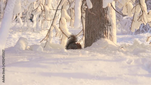 A close up view shows a squirrel digging through fresh snow near frosted tree branches