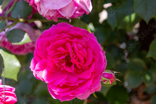 Canvastavla 花びらが緻密に重なり合う濃いピンクパープルのバラ
