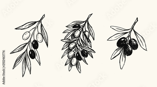 Mediterranean botanical olive branch element pack, vintage line style, harvest leaves, ripe drupes, branches, and oil source