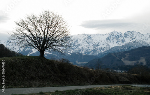 Lonely Bare cherry blossom tree with snow-capped mountains background at Hakuba Valley, Nagano, Japan 