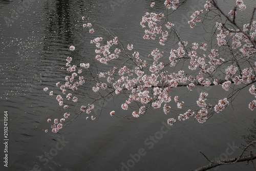 Delicate cherry blossoms extend gracefully over a calm river, creating a peaceful spring scene. 