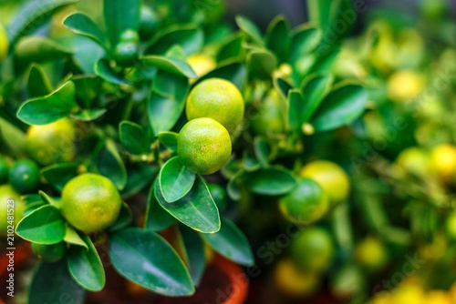Quadro su tela Close Up of Calamondin Lime Kumquat Citrus Plant with Green Fruits and Bright Le