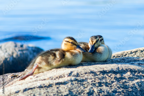Foto A group of newborn ducklings lie on a rock basking in the morning sun