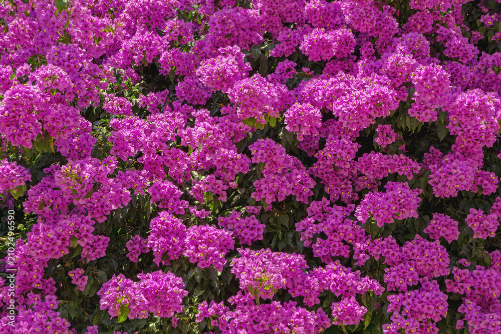 Obraz premium Beautiful purple flowers Bougainvillea - thorny ornamental vine with flower-like leaves - on sunny summer day