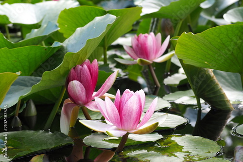 Bilde på lerret 花　 植物 　池　 flowers plants ponds
