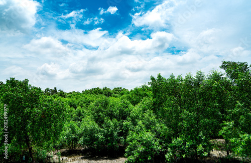 Fotografie Mangrove forest